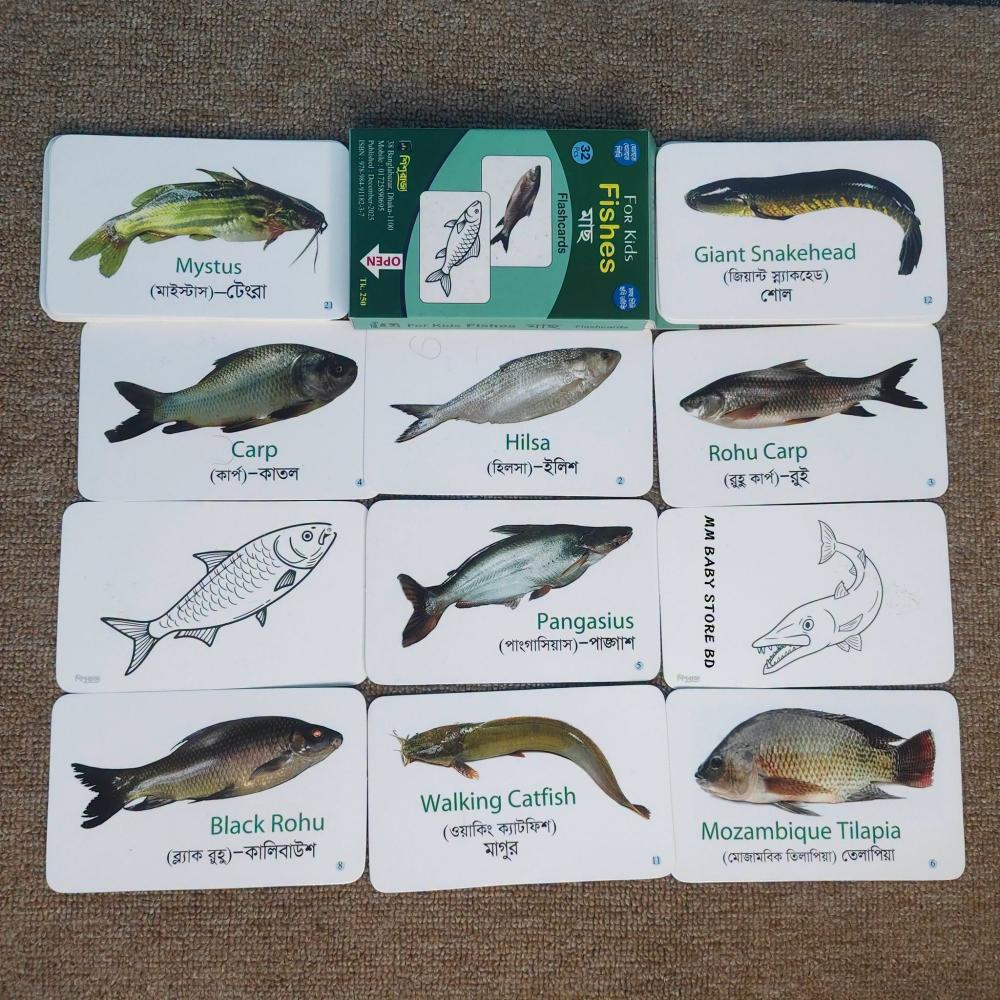Fishes Flashcards